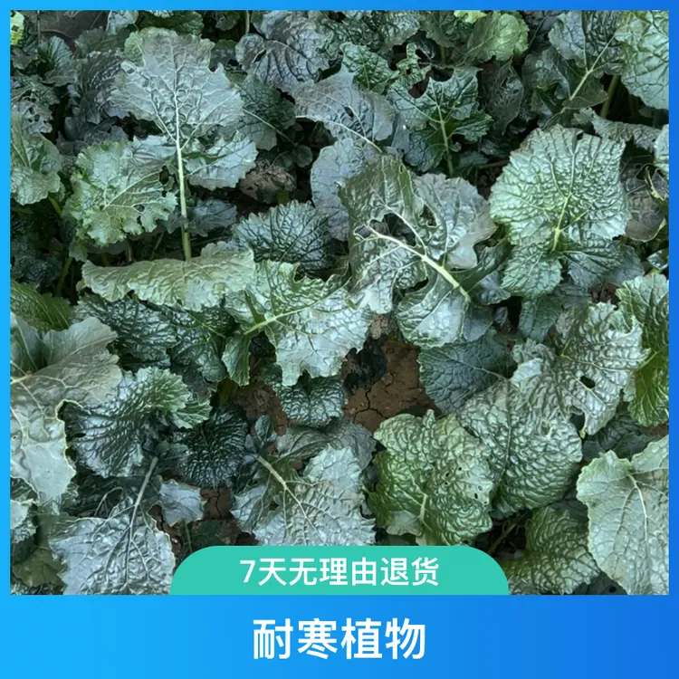 黑麻叶苔菜种子黑菜台菜秋冬蔬菜种籽大全寒菜种籽耐寒发芽简单