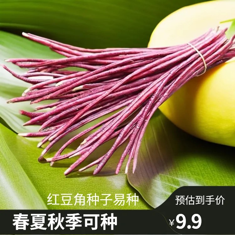 红无架豆角种子春夏秋种植盆栽种子无需搭架春季夏季栽培发芽季节