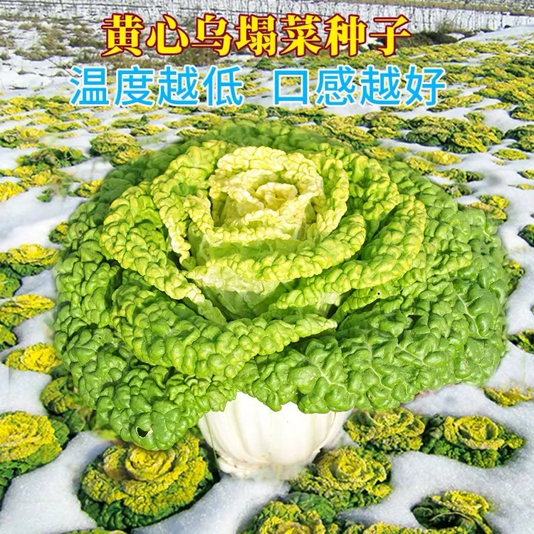 黄心乌塌菜种子秋冬季节种植蔬菜种籽阳台盆栽春季简单