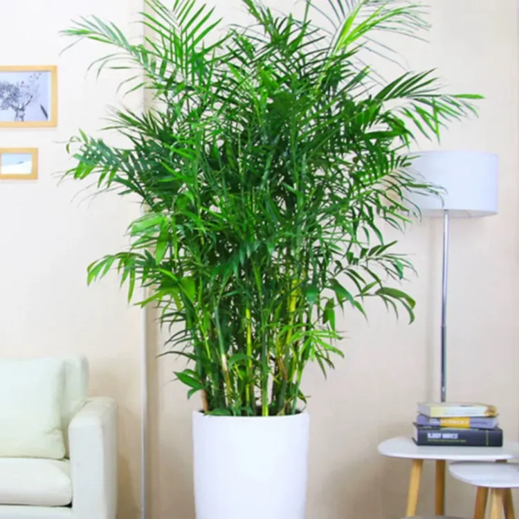 夏威夷竹盆栽室内客厅大型绿植盆景植物