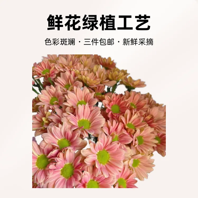 云南基地直发鲜切花鲜花直发橙色三文鱼全店认意N单一个运费鲜花