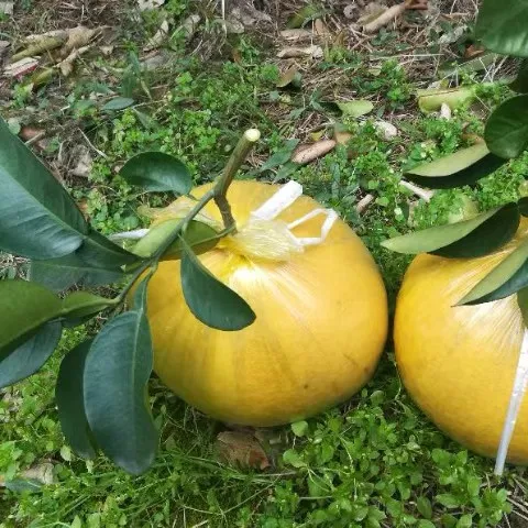 看果直播拍文旦皇超大果