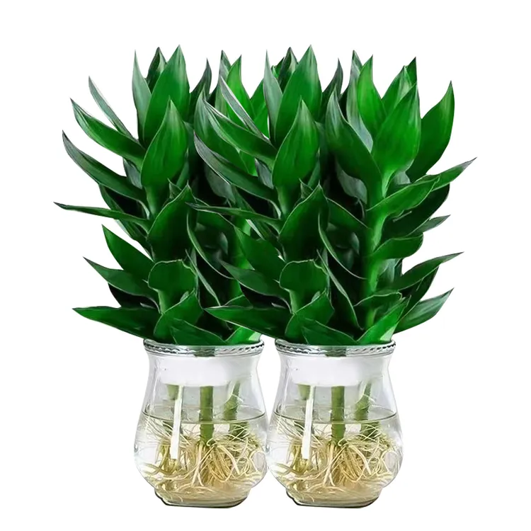 【新人特惠】富贵竹观音竹水培绿植好养室内养护简单卫生绿色植物