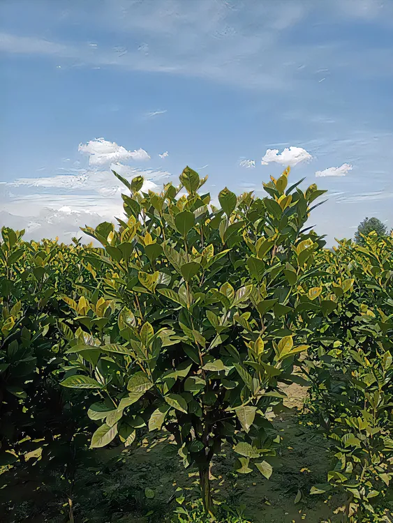 大叶栀子花树四季常绿开花朵大香气芳香露天栽种鲜活土球发货