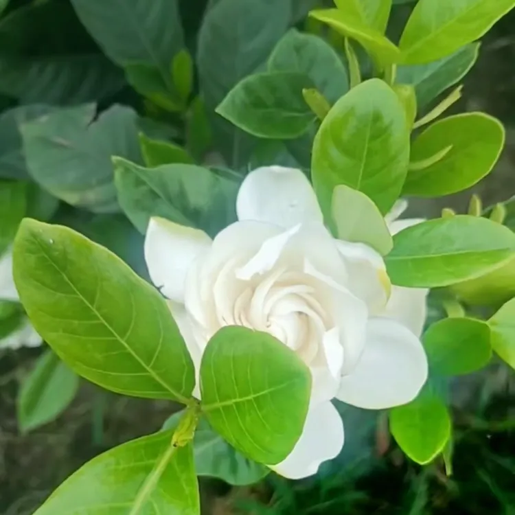 大叶栀子花地栽盆栽浓香型室内外植物花卉夏季开花好养