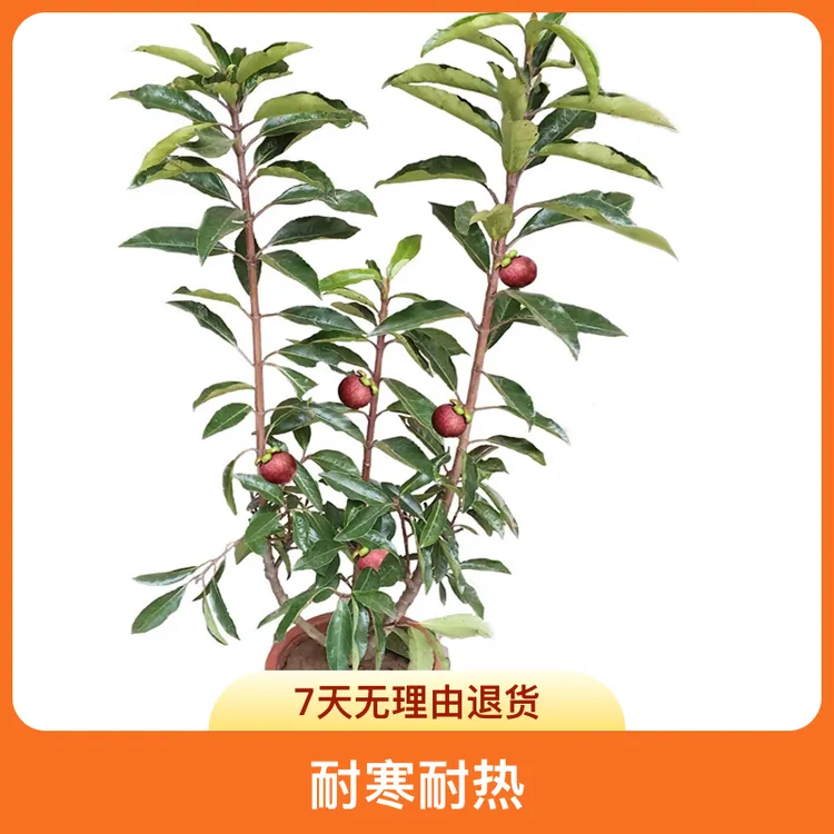 四季耐热无籽山竹苗山竹树苗南方种植盆栽阳台庭院带花果当年结果