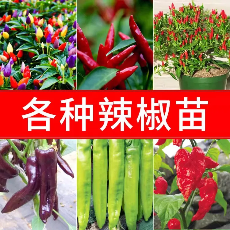 线椒种子种籽孑苗辣椒四季籽种薄皮椒朝天椒灯笼椒苗牛角椒线椒苗