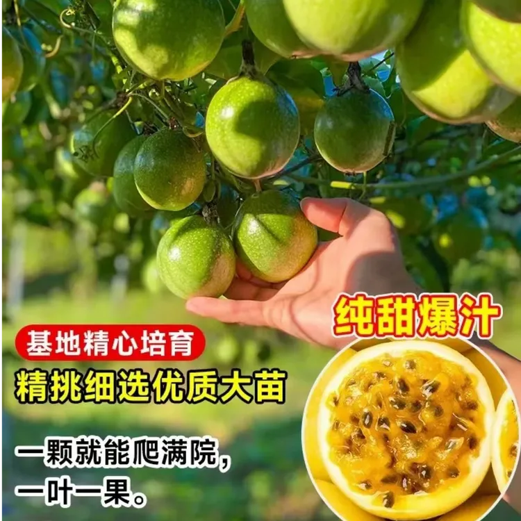 纯甜无酸黄金九号百香果苗带土带叶广西基地直发