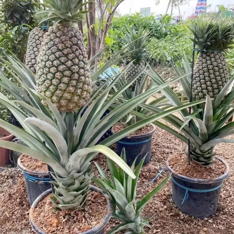 台湾17号蜜糖金钻粉蕉大果西瓜凤梨苗基地发货