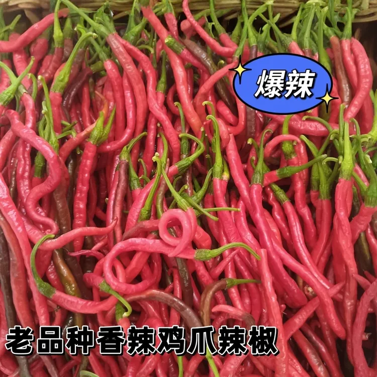 农家自种新鲜老品种鸡肠椒特辣爆辣皮薄香辣1斤3斤5斤包邮