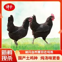 【神丹】黑羽母鸡1000g*2只 无抗养殖 国产土鸡种