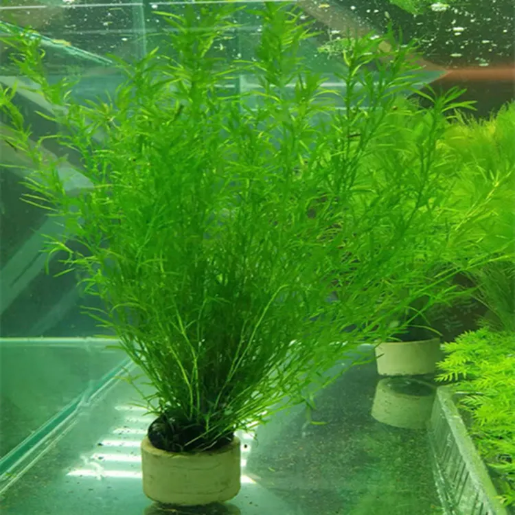 印度小竹节水草增氧阴性草造景孔雀繁殖草古法绿菊九冠竹节草水草