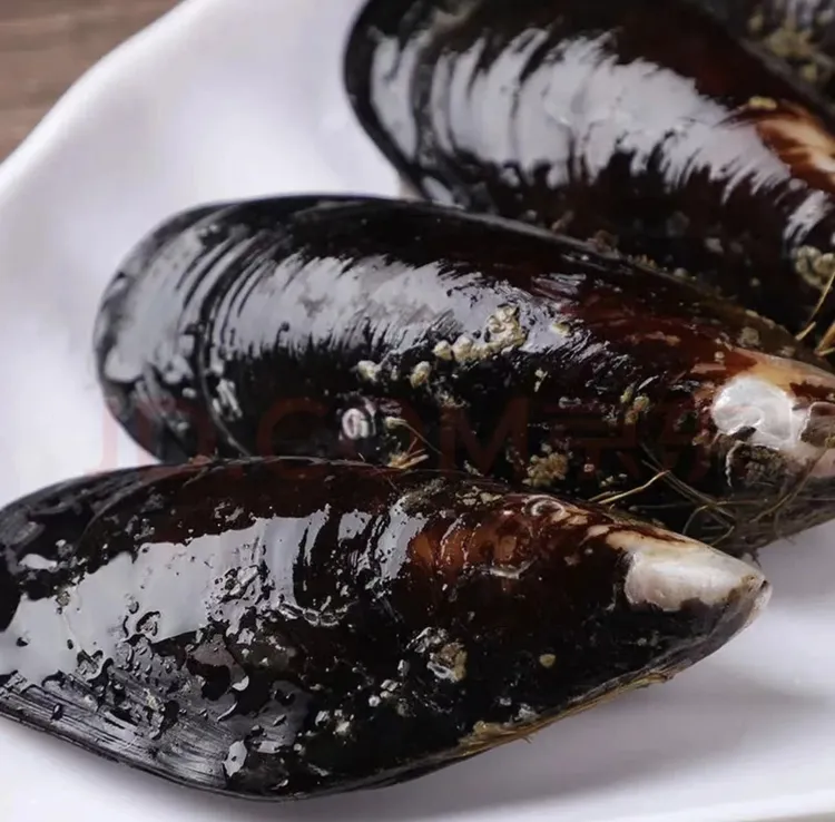 新鲜青口贝活鲜发货保冰鲜到货大个青口贝