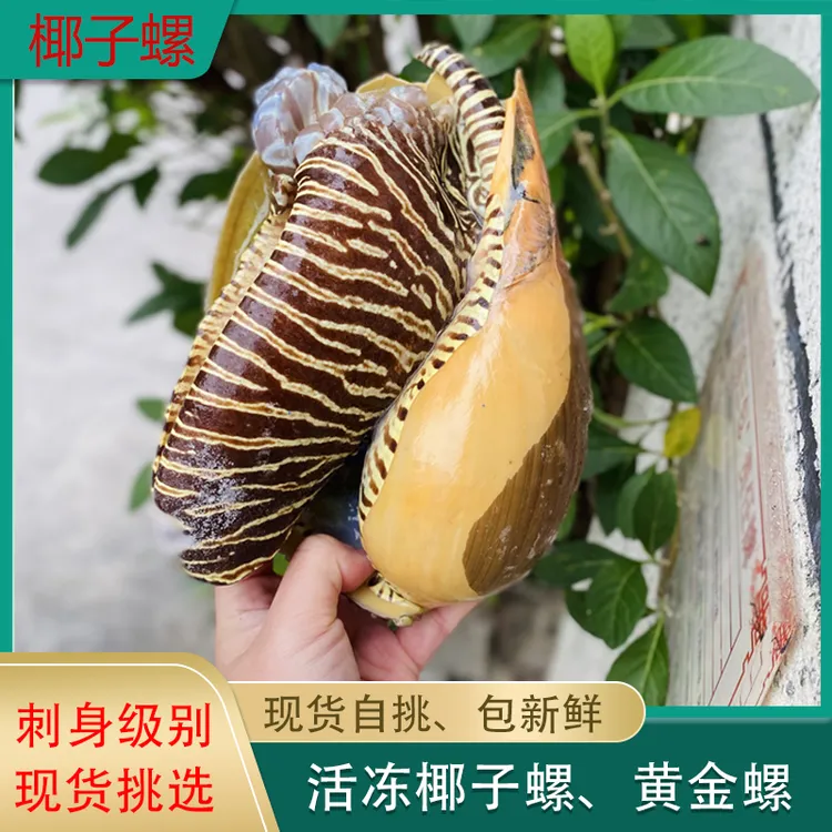 北海海鲜新鲜椰子螺海螺活冻油螺海捕船冻特大黄金螺美乐珠肥美