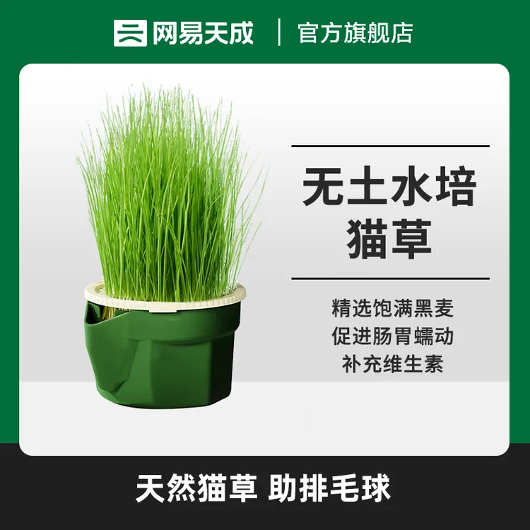 【网易严选】无土懒人猫草去毛球洁牙猫草水培种籽化毛猫猫草|直播