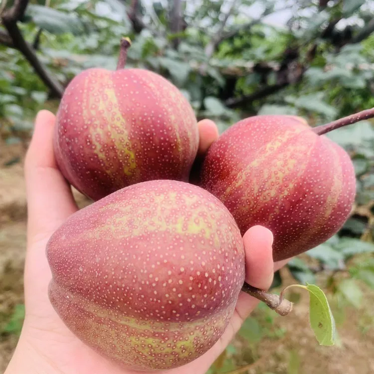 【坏果包赔】陕西彩虹梨4.5-9斤现摘现发香甜多汁应季水果酥梨包邮