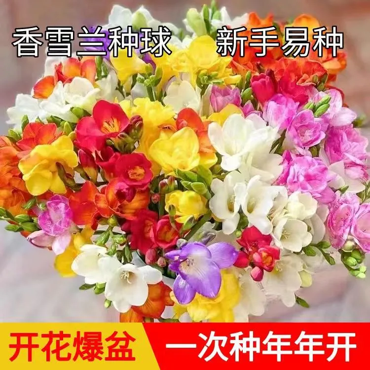 【香雪兰种球】四季开花好养活种球花卉庭院阳台鲜花种球地栽种植