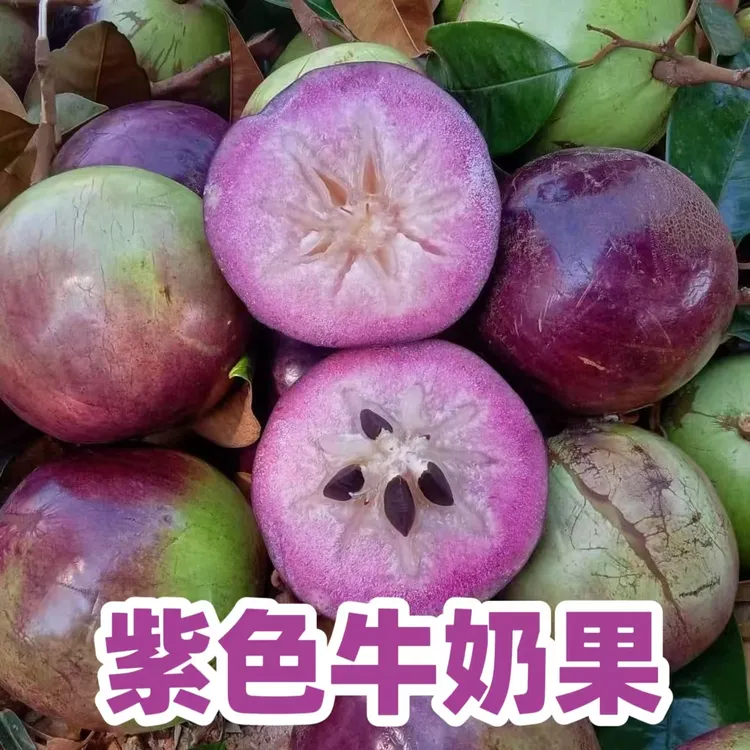 【顺丰现发】紫色牛奶果星苹果紫海星时令当季新鲜水果罕见稀有