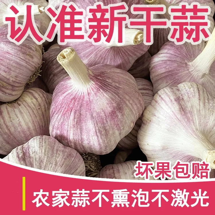 【源头直发】24年新干蒜杞县紫皮大蒜新鲜蒜头
