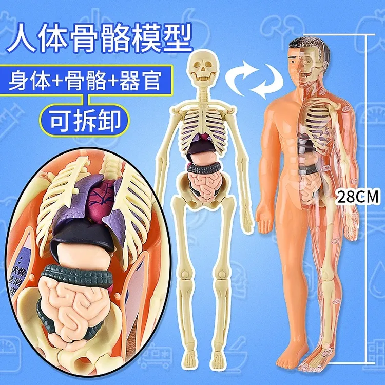 DIY人体器官骨骼模型可拼装内脏骨架医学解刨研究3D立体科教摆件