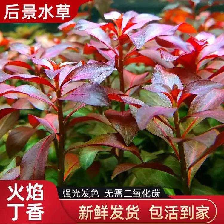 水培美化鱼缸森林何兰景火焰丁香懒人新手刚需易养易活后景水草