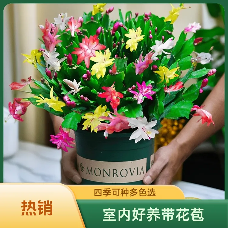 植物室内养活盆栽抓螃蟹带花苞开好花苗莲蟹爪兰花卉多色四季绿植