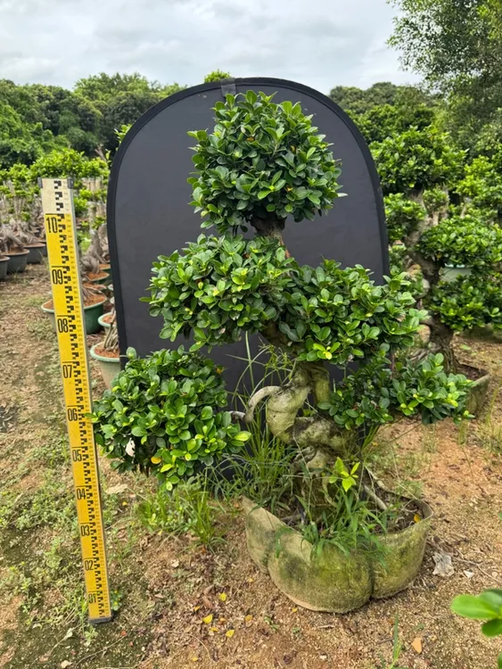金钱榕大绿植盆栽四季常青金钱树室内客厅观叶植物开业庆典包邮