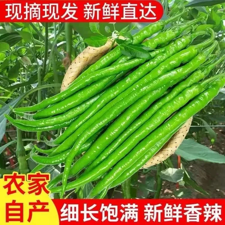 四川二荆辣椒青红新鲜线椒批发农家辣椒长线二荆条杭椒整箱