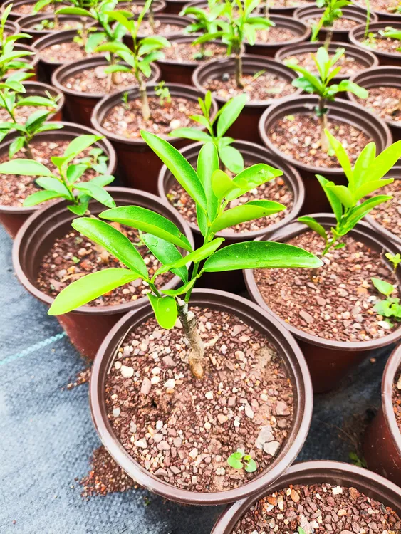 江西帝王豆绿植（人工培育小苗）