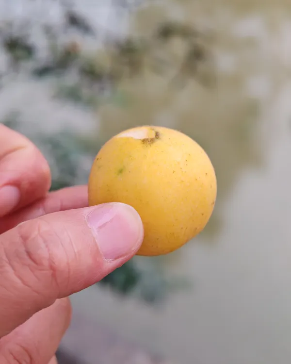 湖南农村当季新鲜纯天然无污染枇杷（酸酸甜甜）