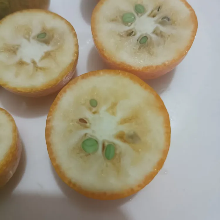 【赵妍方主推】第1代油皮金桔大小混装酸甜麻涩苦有籽