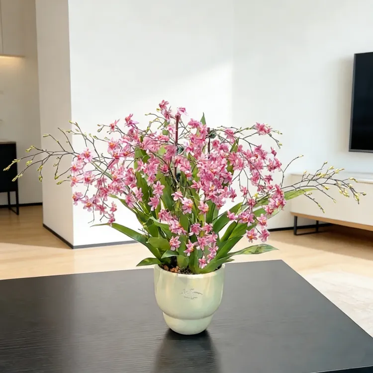 梦香兰带花苞发货盆栽带花苞室内桌面花卉绿植四季绿植盆栽室内