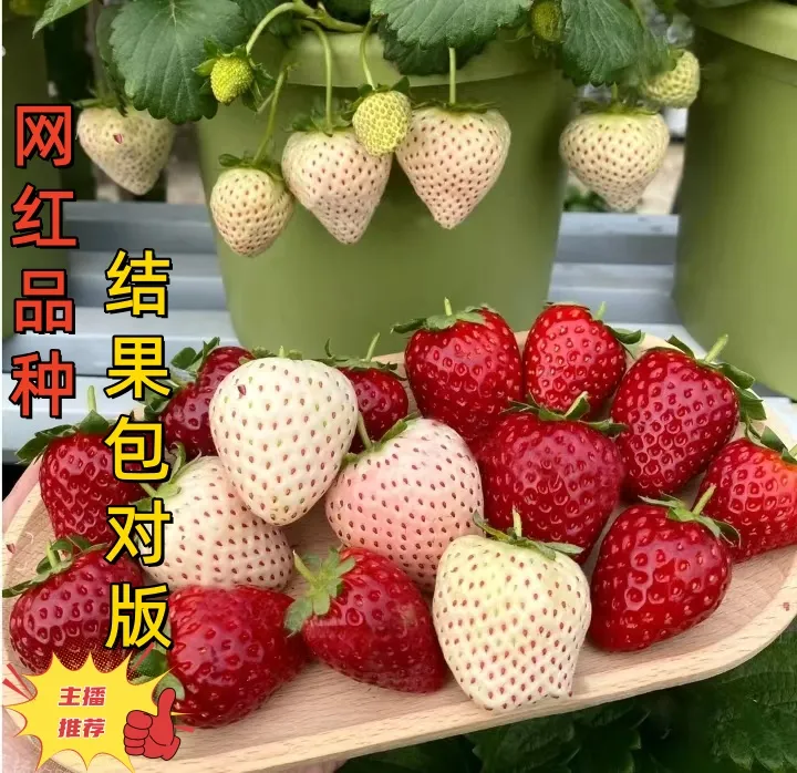 网红同款【晴蕊萱草莓苗】阳台四季结果南方北方种室内水果小型
