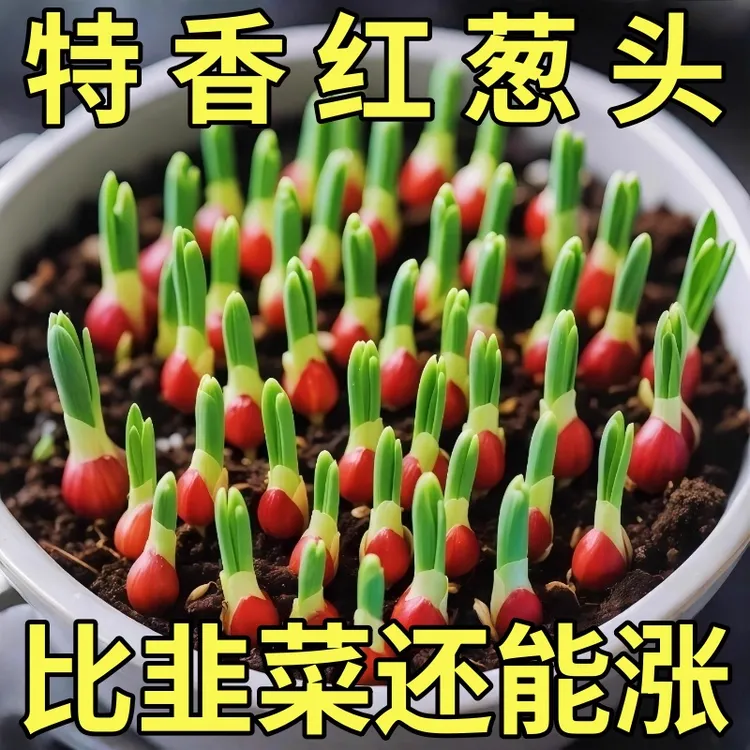 四川红葱头四季小香葱头火葱小葱头种子种籽阳台庭院盆栽地栽批发