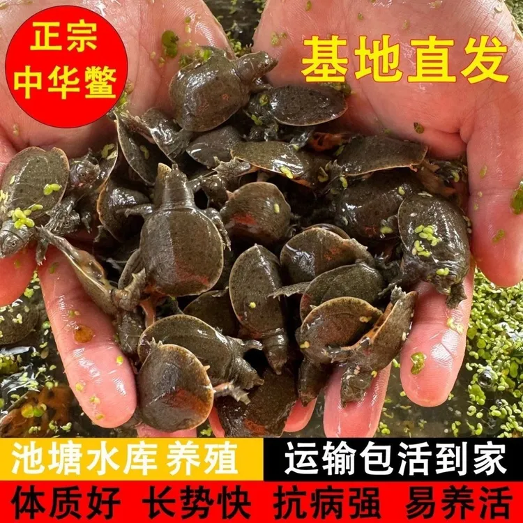冷水甲鱼苗高存活率包邮包活送开口粮