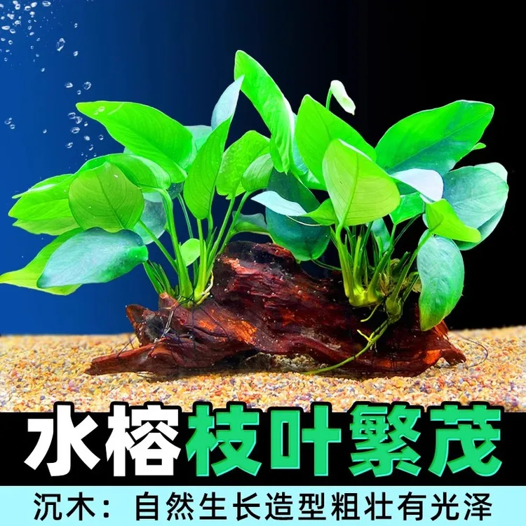 24新款鱼缸造景莫斯沉木水榕活无土植物懒人真水草大叶榕沉木草场