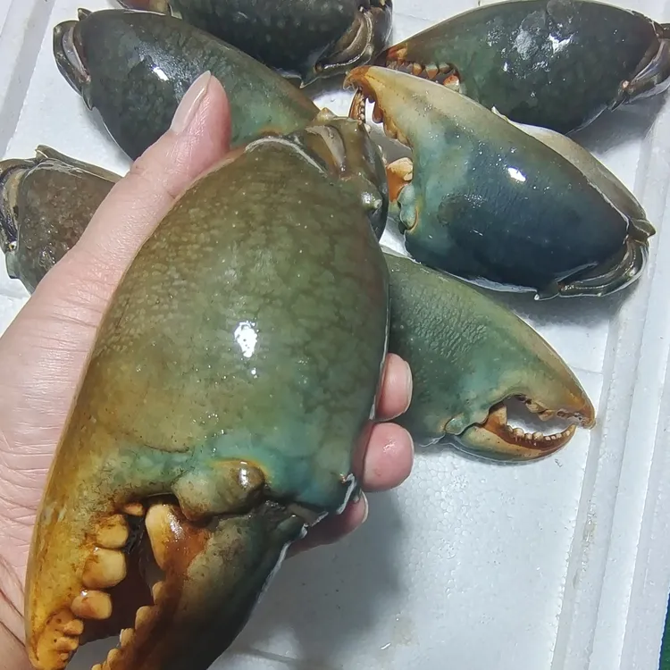 3斤巨无霸青蟹钳 多肉新鲜特 冷冻青蟹腿螃蟹脚香辣鲜美营养味美