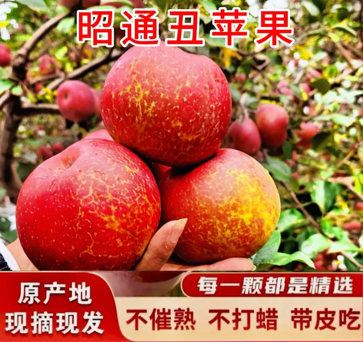 当季新鲜云南昭通糖心丑苹果冰糖心甜脆多汁现摘现发