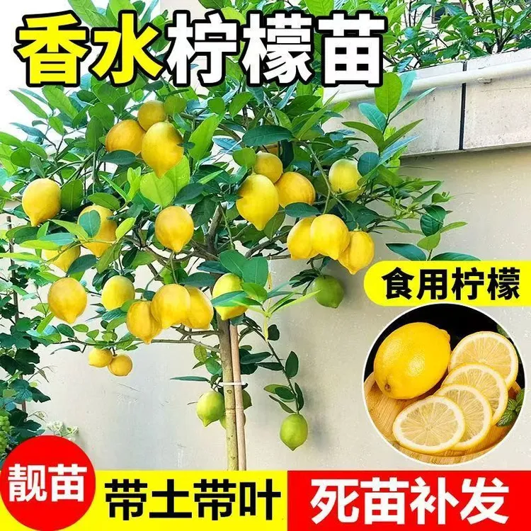 广东四季香水柠檬树苗带花果可盆栽庭院种植好养易活
