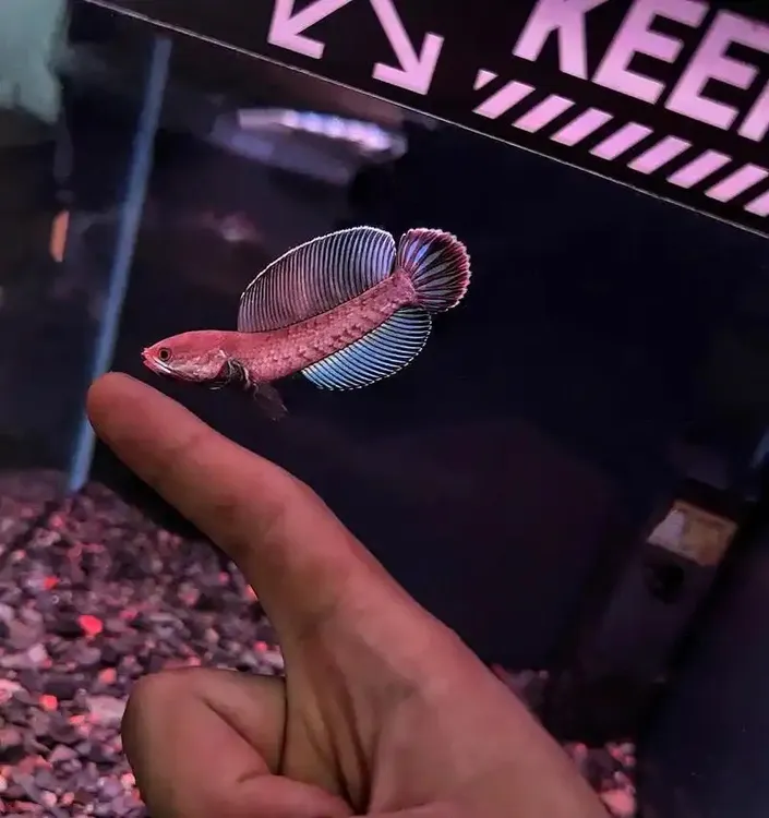 小型酒红雷龙鱼凶猛热带淡水观赏鱼