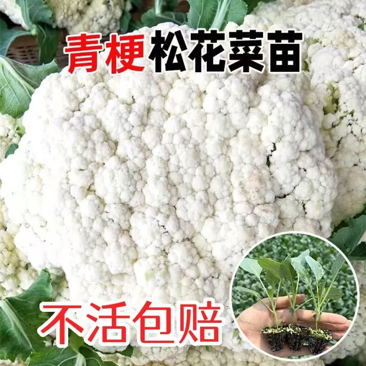 有机花菜苗秧苗青梗花椰菜松花菜种苗甘蓝苗西兰花苗四季阳台盆栽