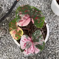 5-0924泰国发货白rose