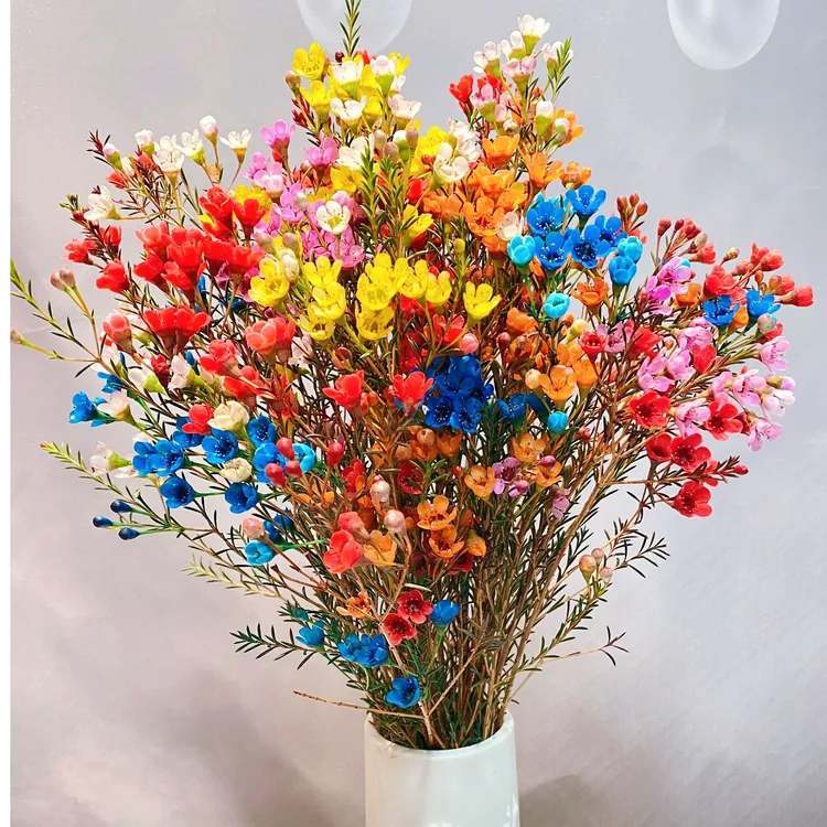 澳洲腊梅鲜花 超长花期好养 （零度以下地区请加拍保温棉）