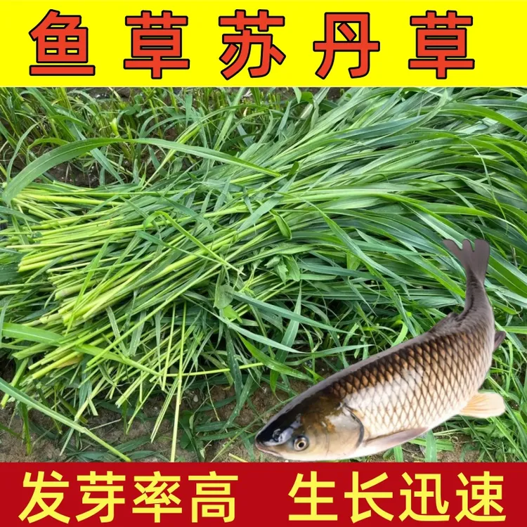 苏丹草草籽盆栽四季猪牛羊喂鱼寿光优质蔬菜甲鱼种子种苗牧草