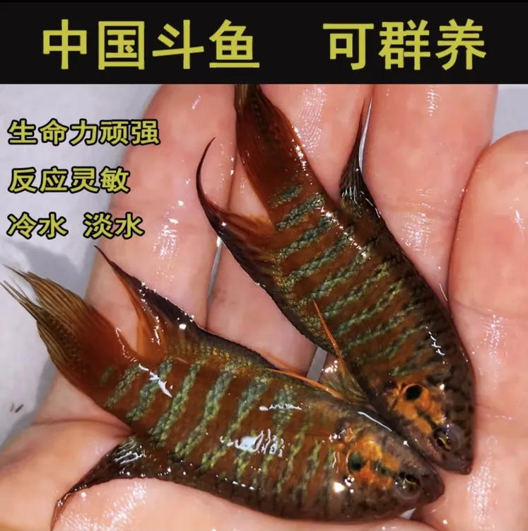 (8条 4-6公分)野生斗鱼菩萨鱼免过滤免打氧淡水观赏鱼懒人新手鱼