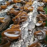 东北长白山黑木耳干货农家土特产木耳椴木生长250g500g秋木耳新货