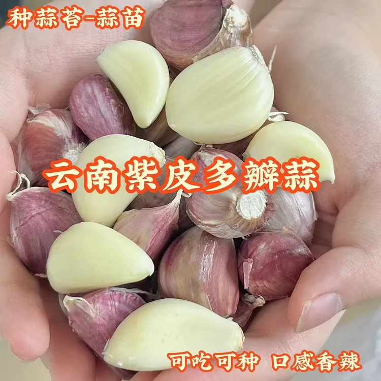 云南紫皮多瓣干蒜新鲜现挖蒜香浓郁可吃可种