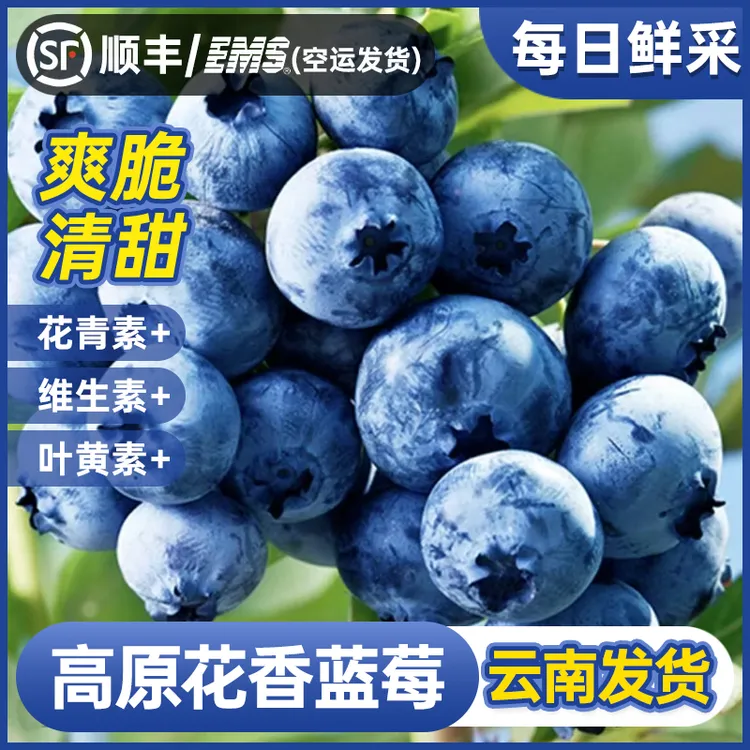 【1号仓甄选】云南高原种植花香蓝莓