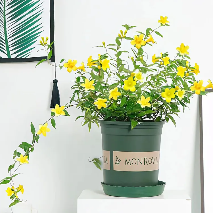 浓香法国香水茉莉盆栽花卉耐寒爬藤植物可四季开花适用于阳台庭院