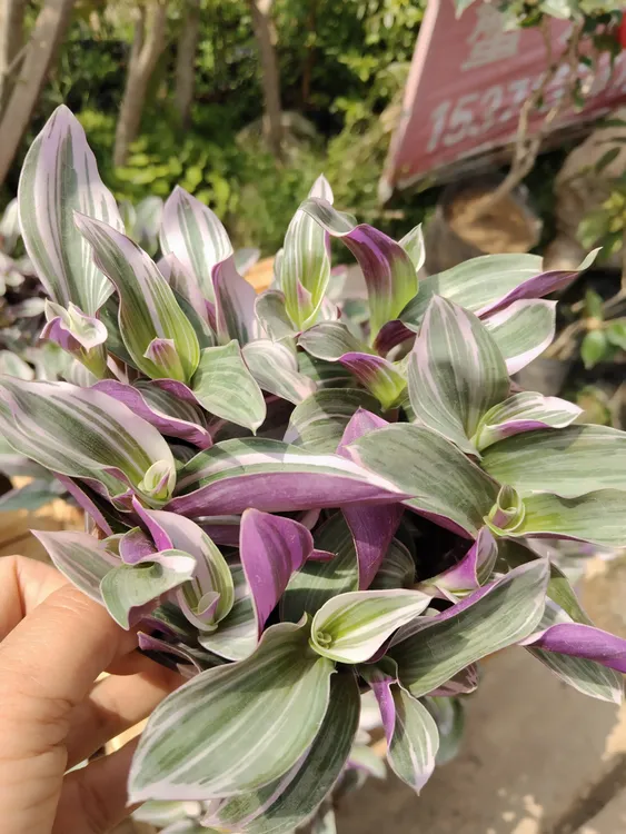 室内油画吊兰锦易爆盆耐热好养趣味绿植盆栽